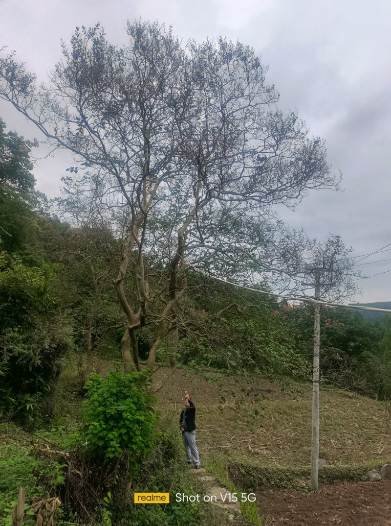 紫金花树