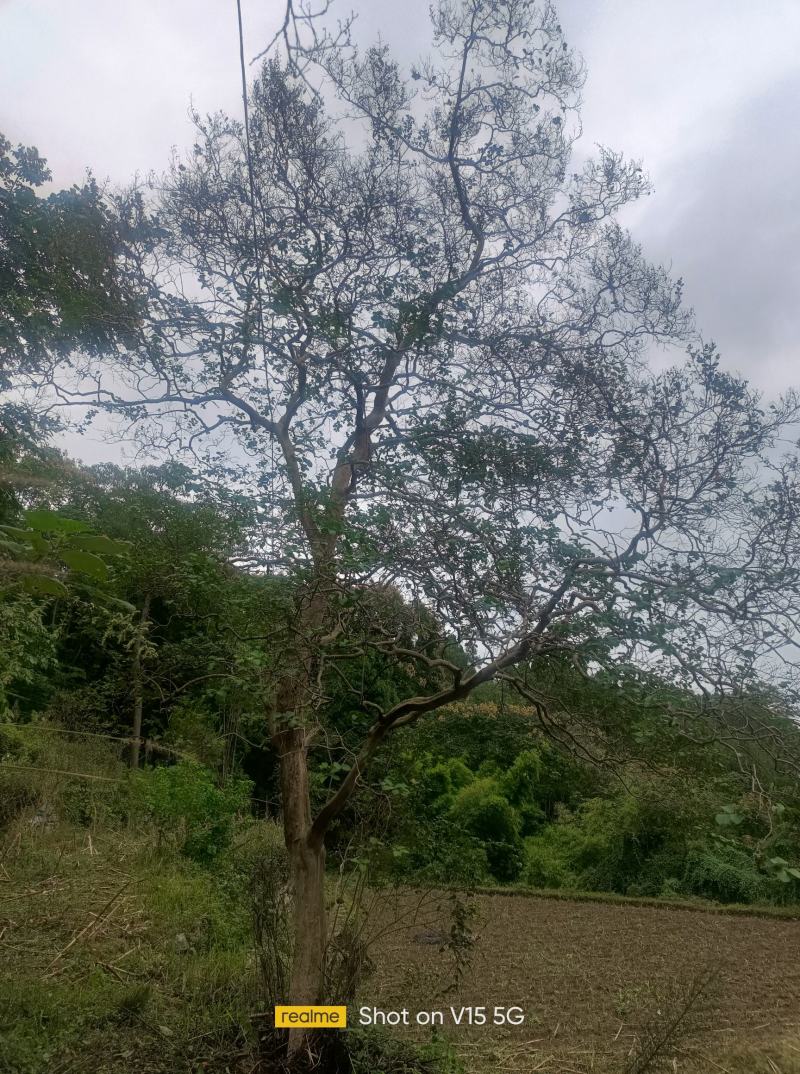 紫金花树
