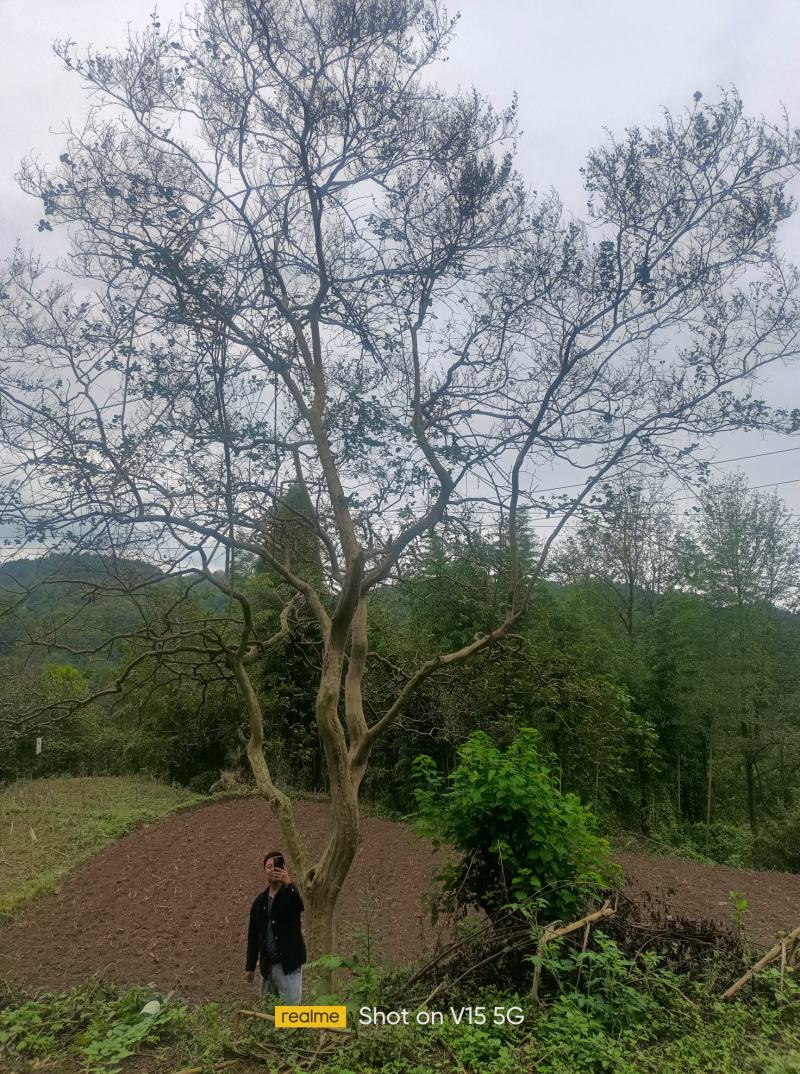 紫金花树