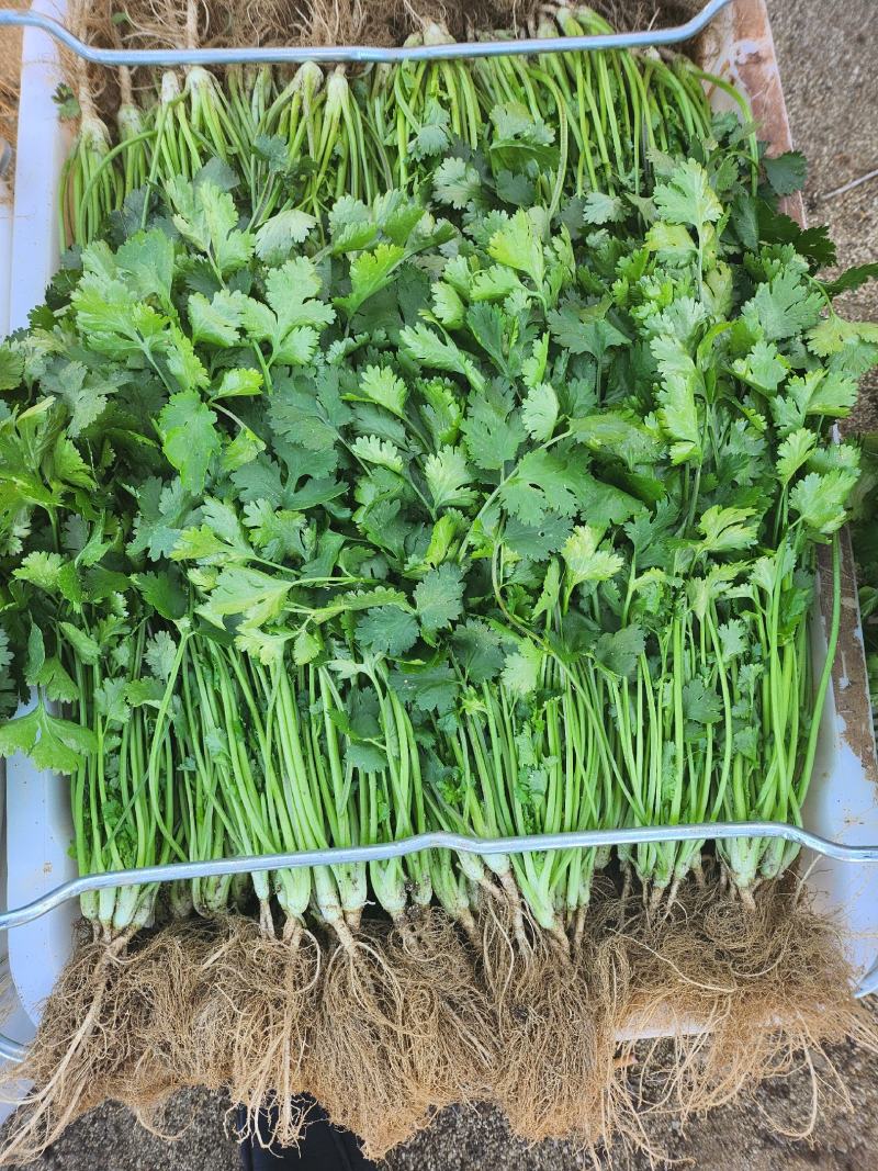 精品香菜