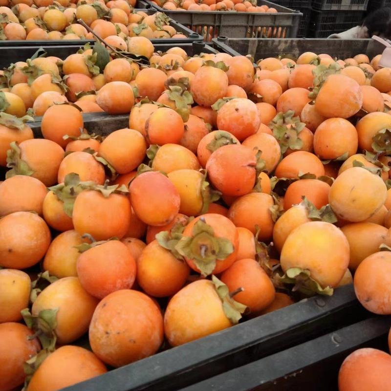 三门峡灵宝柿子吊红柿子大量有货对接商超社区电商不限量