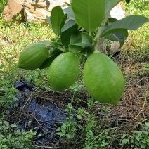 广东无籽香水柠檬