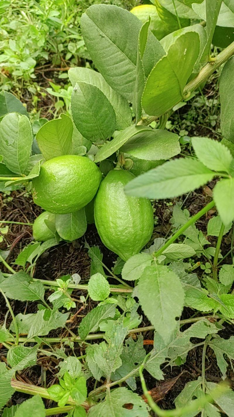 广东无籽香水柠檬