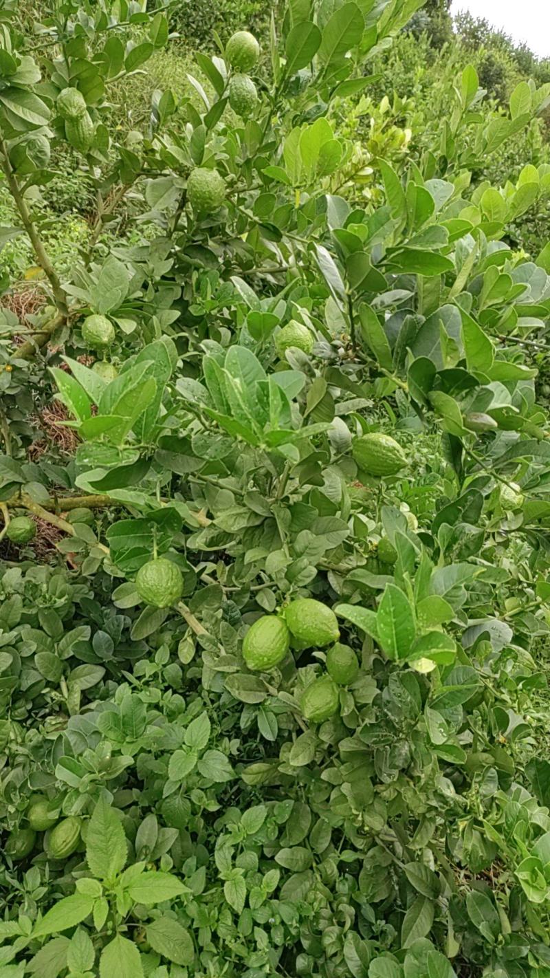 广东无籽香水柠檬