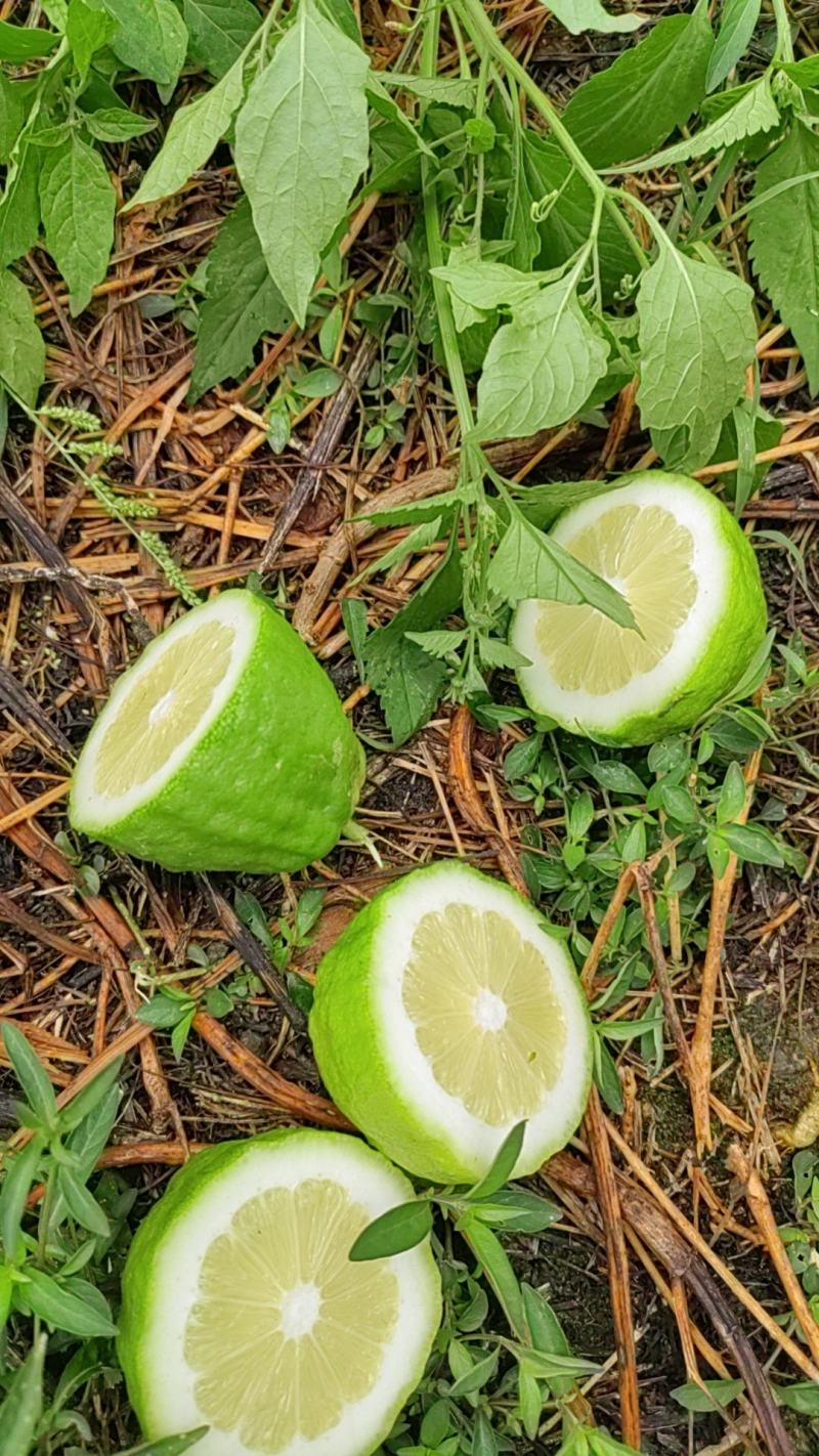 广东无籽香水柠檬