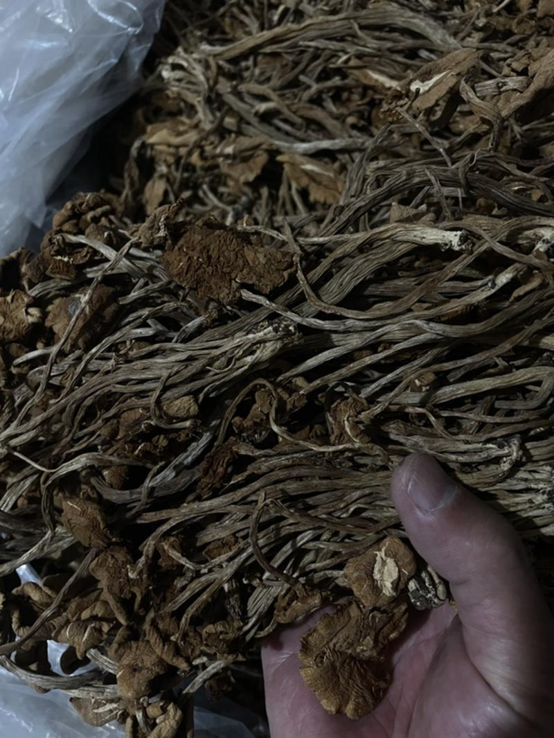 古田农家自产茶树菇干品开伞出口剩余特优供品