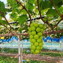 特产葡萄自产自植阳光玫瑰颗粒饱满质量保证