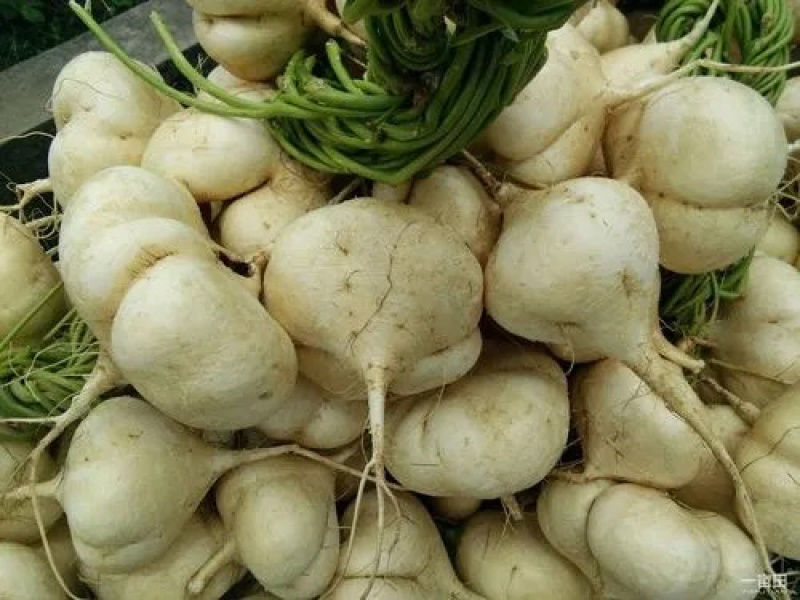 【精选】豆薯凉薯脆甜无渣量大从优对接电商团购一件代发