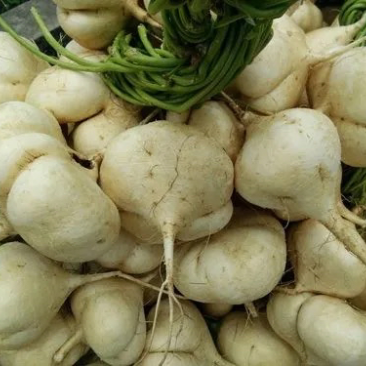 【新鲜上市】湖北凉薯豆薯地瓜可视频实地看货货源稳定