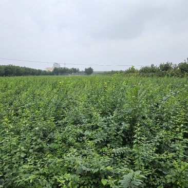 药用连翘苗可以视频看货基地直发保质保量供货