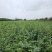 药用连翘苗可以视频看货基地直发保质保量供货