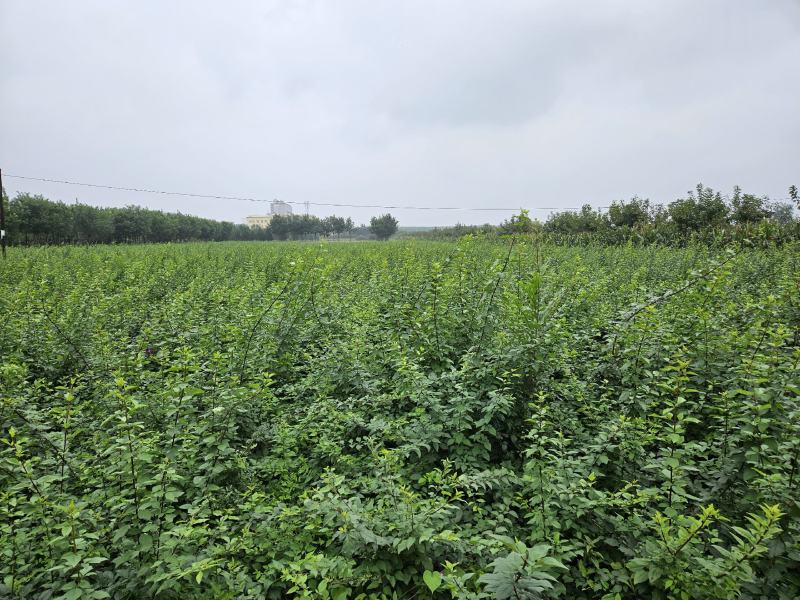 药用连翘苗可以视频看货基地直发保质保量供货