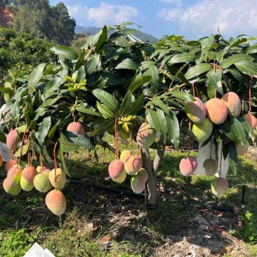 攀枝花凯特芒果