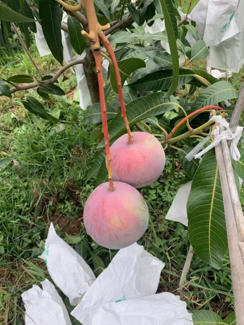 攀枝花凯特芒果