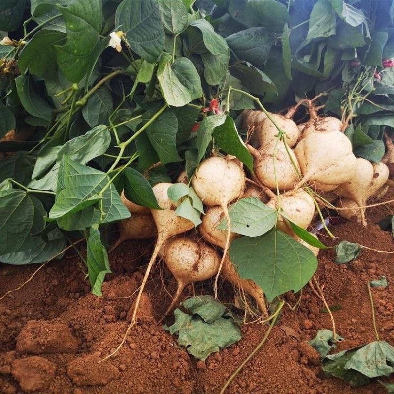 【新鲜上市】湖北凉薯豆薯地瓜可视频实地看货货源稳定
