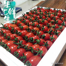 广东-电白千禧圣女果【红甜心】畅销品种，向全国招商合作
