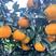 四川爱媛果冻橙大量上市对接全国市场量大从优