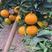 四川爱媛果冻橙大量上市对接全国市场量大从优