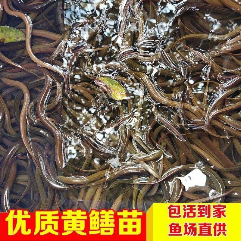 小黄鳝苗小苗活体新鲜小黄鳝苗幼苗黄鳝鲜活鱼苗盘鳝长鱼苗活