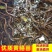 小黄鳝苗小苗活体新鲜小黄鳝苗幼苗黄鳝鲜活鱼苗盘鳝长鱼苗活