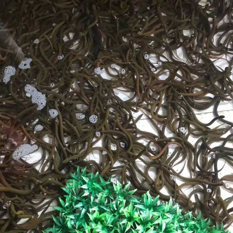 小黄鳝苗小苗活体新鲜小黄鳝苗幼苗黄鳝鲜活鱼苗盘鳝长鱼苗活