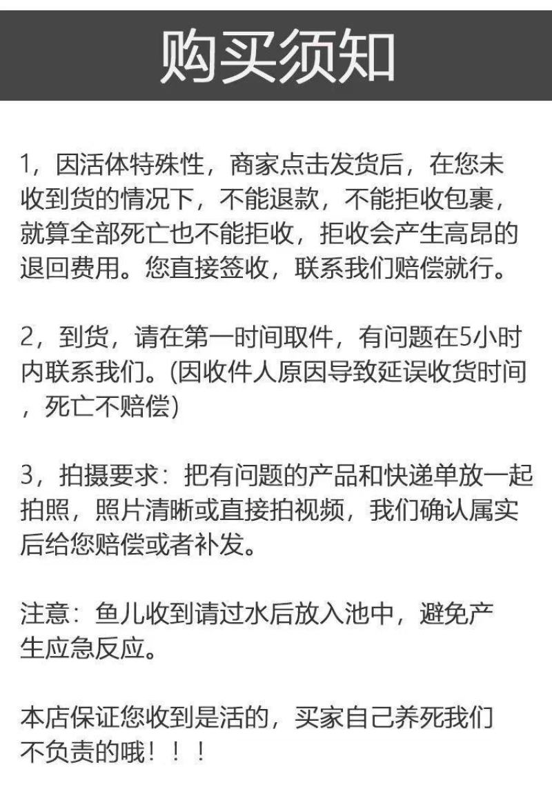 小黄鳝苗小苗活体新鲜小黄鳝苗幼苗黄鳝鲜活鱼苗盘鳝长鱼苗活