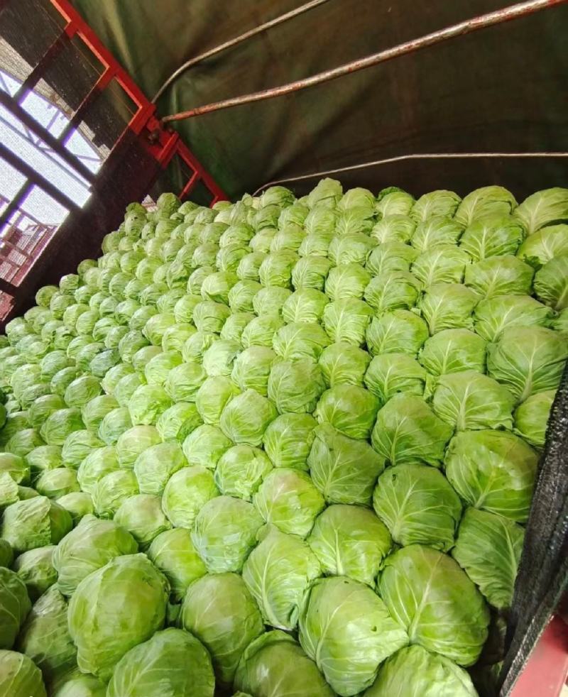 甘蓝圆包菜中甘甘蓝产地直发代发代发全国货源充足