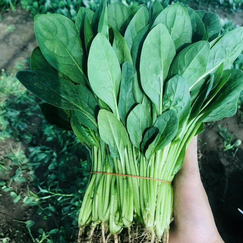 江苏菠菜-大叶菠菜南通蔬菜常年有货一手货源全国代发