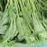 江苏菠菜-大叶菠菜南通蔬菜常年有货一手货源全国代发