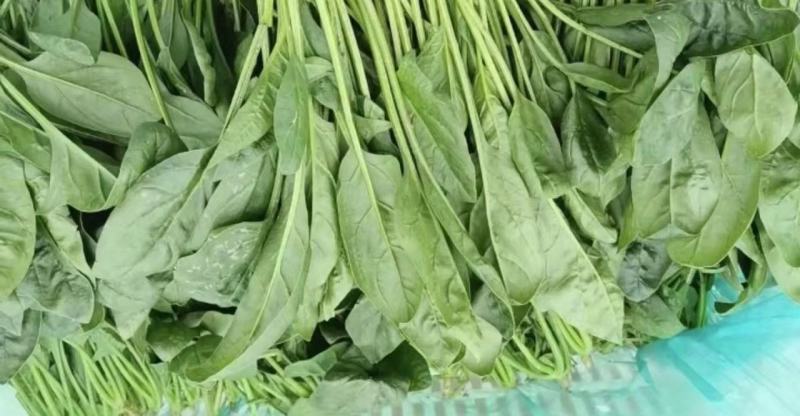 江苏菠菜-大叶菠菜南通蔬菜常年有货一手货源全国代发
