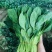 江苏菠菜-大叶菠菜南通蔬菜常年有货一手货源全国代发