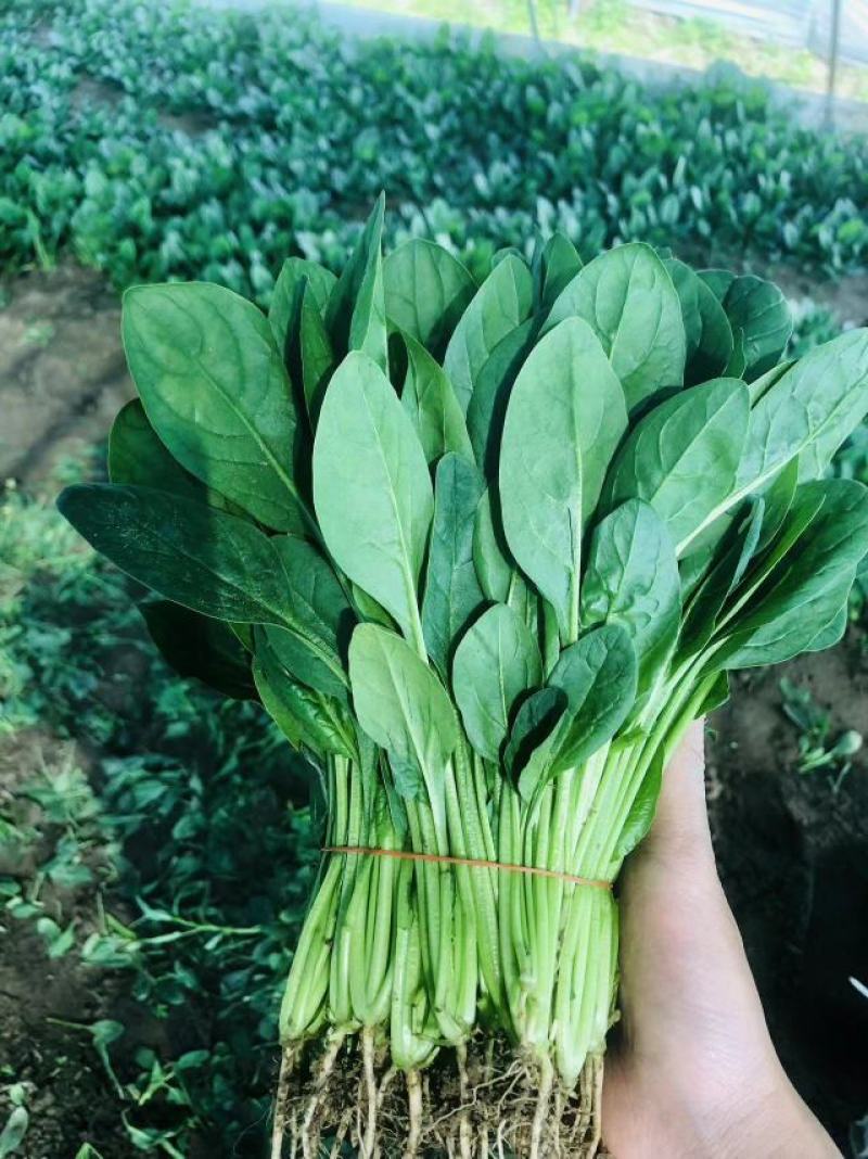 江苏菠菜-大叶菠菜南通蔬菜常年有货一手货源全国代发