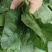 江苏菠菜-大叶菠菜南通蔬菜常年有货一手货源全国代发
