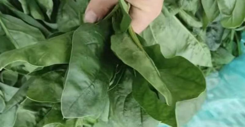 江苏菠菜-大叶菠菜南通蔬菜常年有货一手货源全国代发