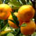 洞口县雪峰蜜橘，糖度高口感好优质货源，产地直发，欢迎采购