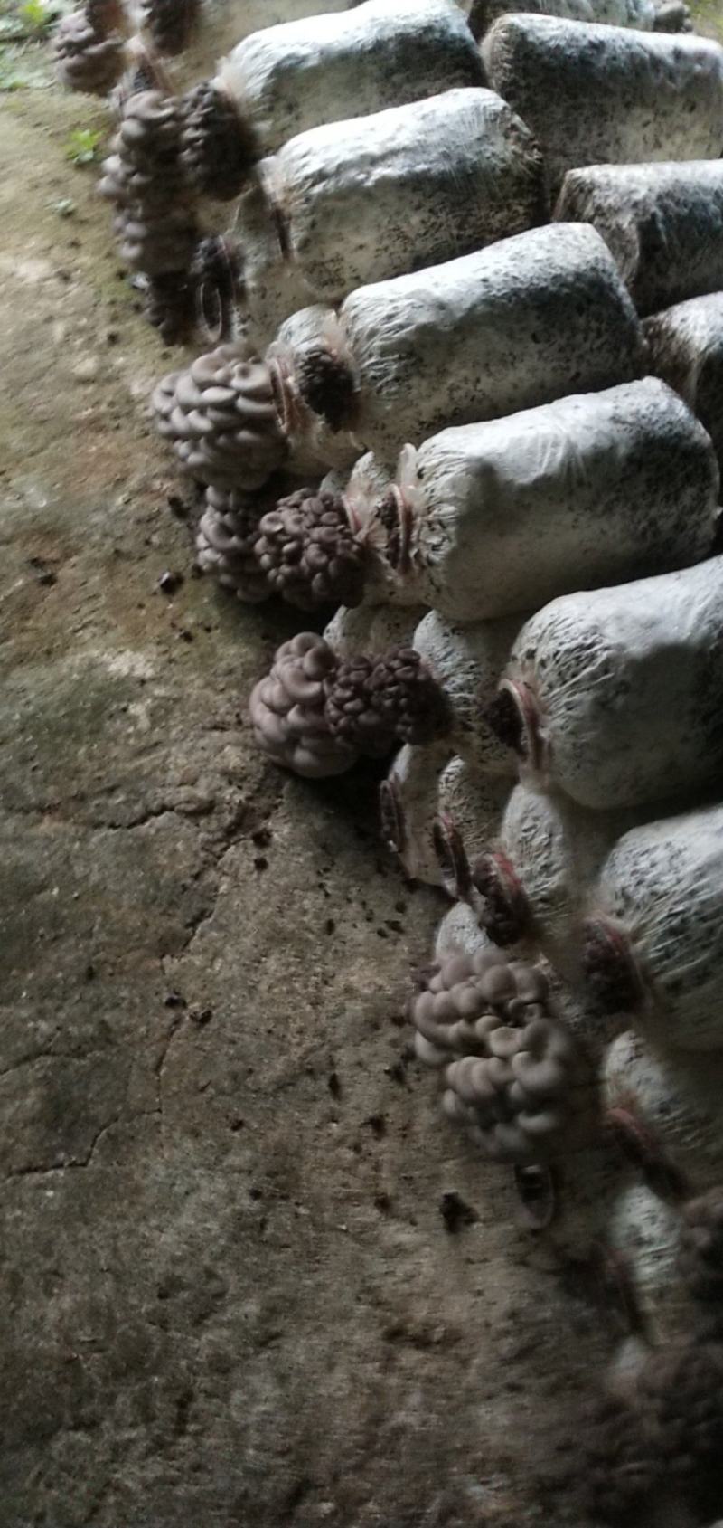 武汉蘑菇开始上市，有需要的老板可以提前预定了