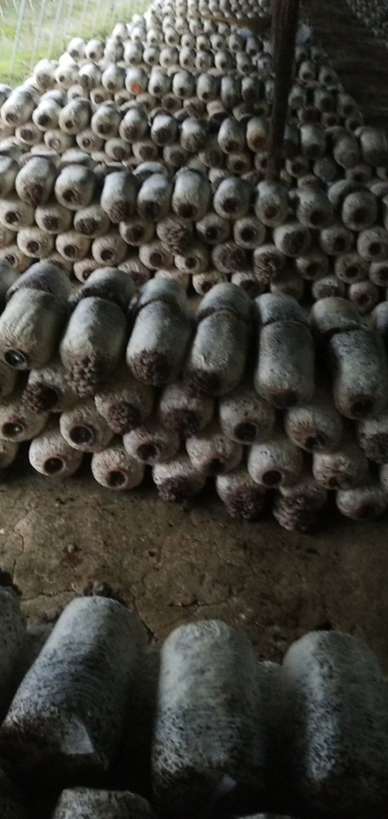 武汉蘑菇开始上市，有需要的老板可以提前预定了
