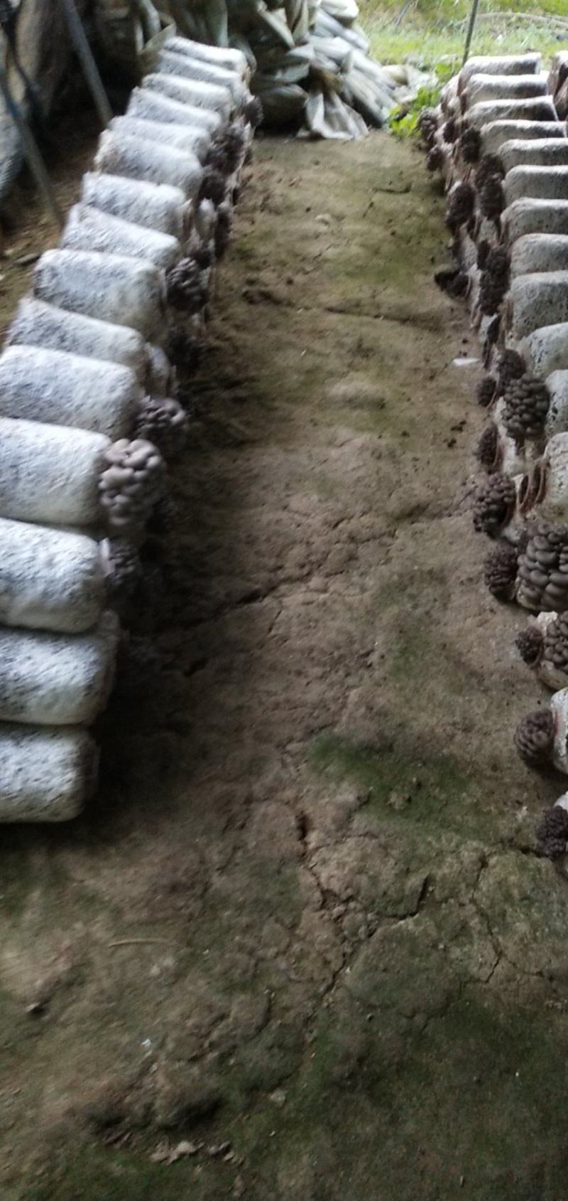 武汉蘑菇开始上市，有需要的老板可以提前预定了