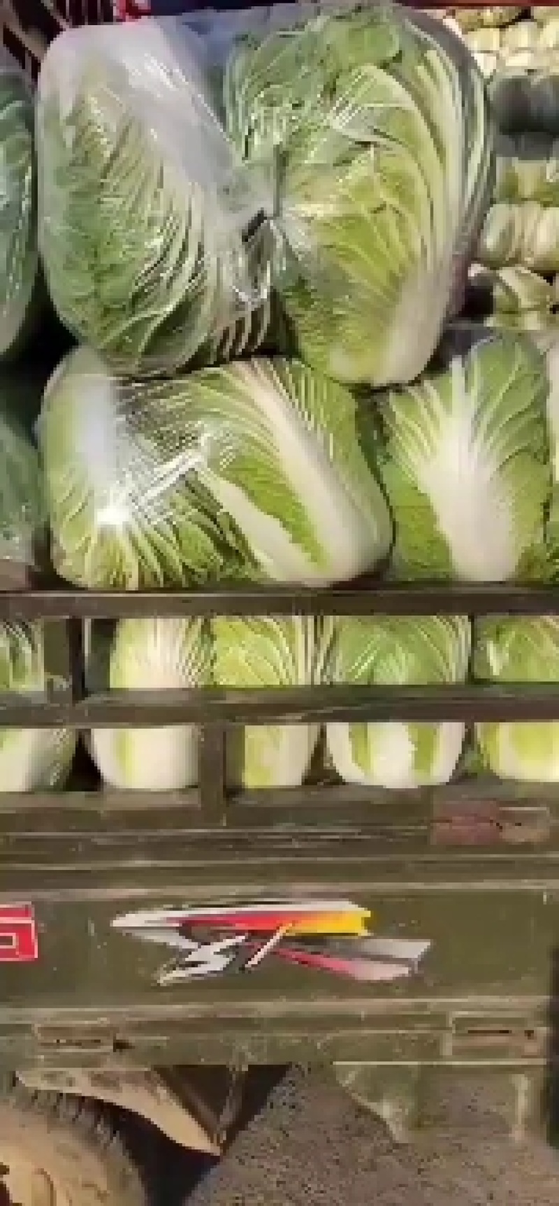 精品白菜，大量上市，万亩基地，实力代办，欢迎合作