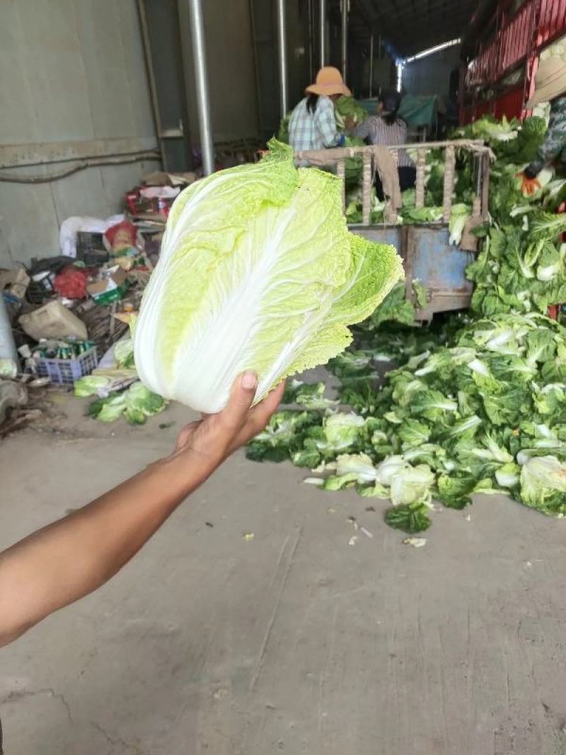 【夏阳白菜】河南白菜黄心白菜大量供货质量好全国发货