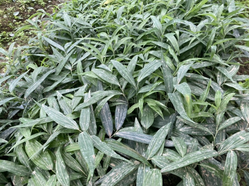 黄精种苗四川姜型不倒苗黄精多花好久老虎姜成活高