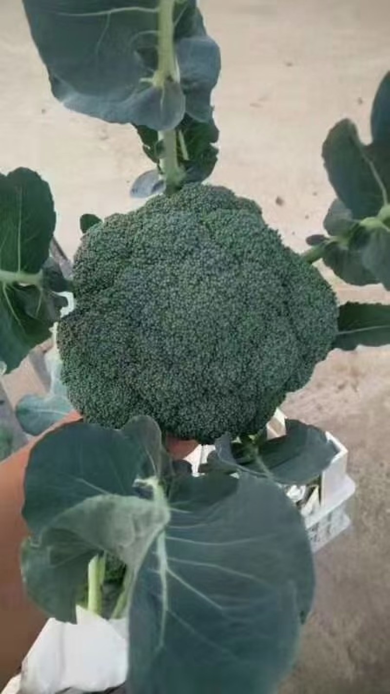 西兰花苗质量优良品种齐全