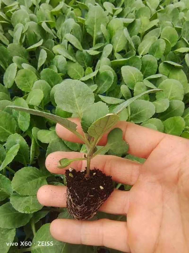 西兰花苗质量优良品种齐全