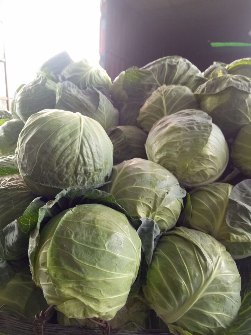 西兰花苗质量优良品种齐全