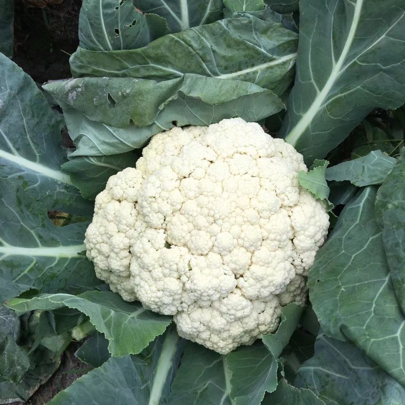 西兰花苗质量优良品种齐全