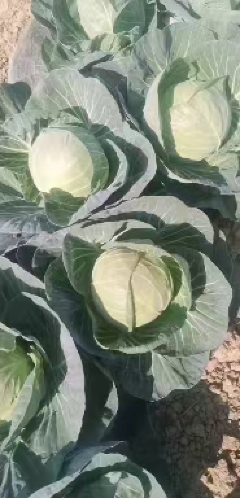 西兰花苗质量优良品种齐全