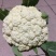 西兰花苗质量优良品种齐全