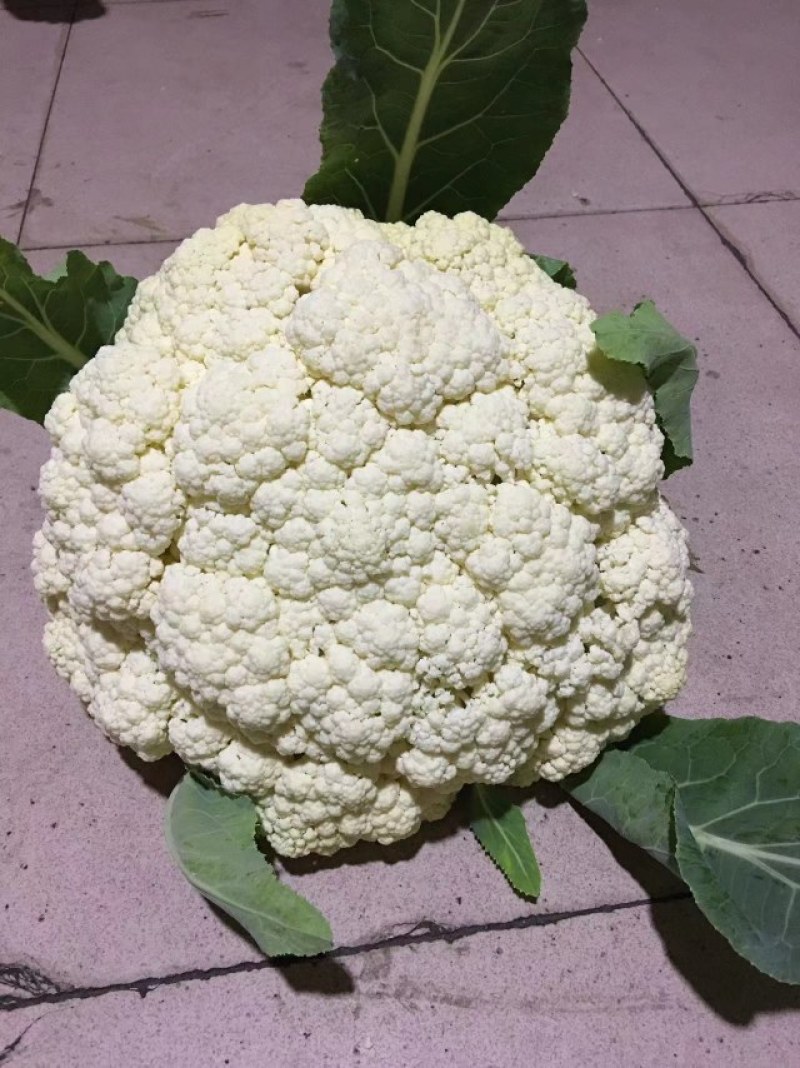 西兰花苗质量优良品种齐全