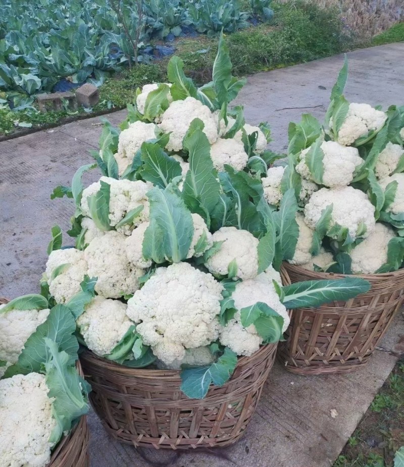 西兰花苗质量优良品种齐全