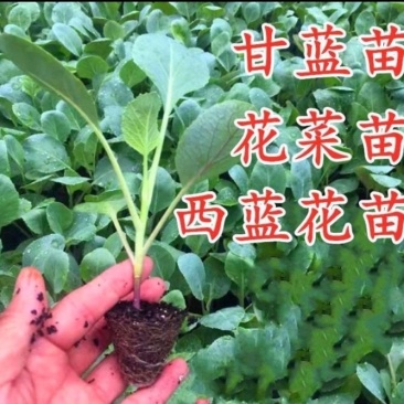 西兰花苗质量优良品种齐全